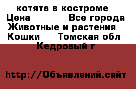 котята в костроме › Цена ­ 2 000 - Все города Животные и растения » Кошки   . Томская обл.,Кедровый г.